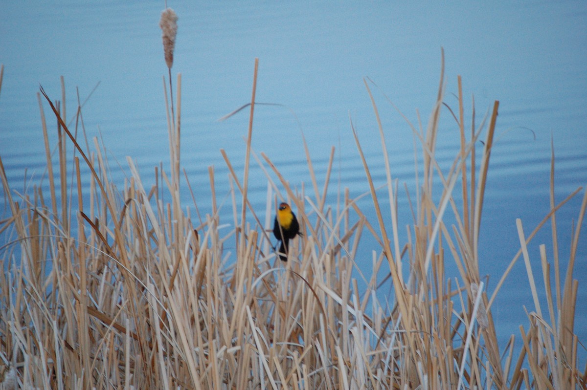 Yellow-headed Blackbird - ML557806311