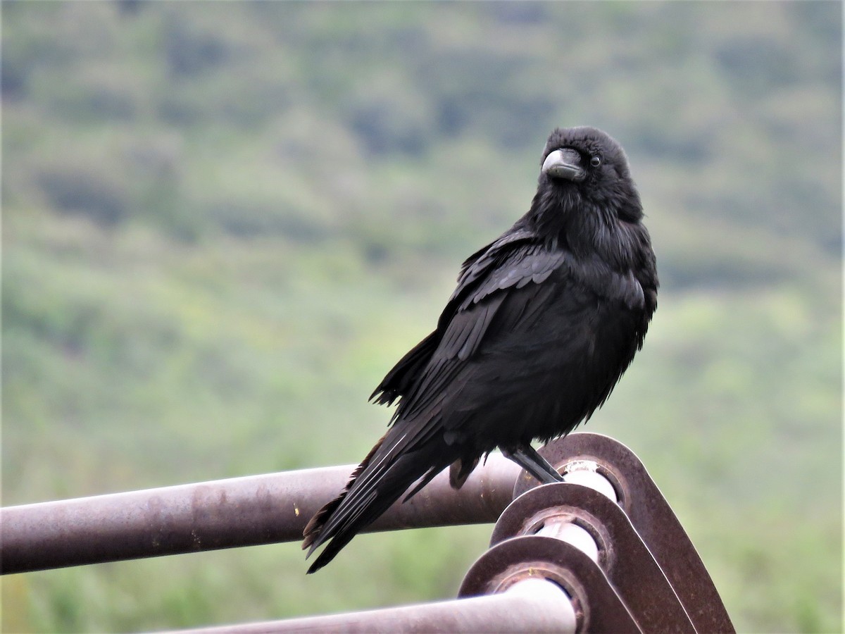 Common Raven - Tina Stoner