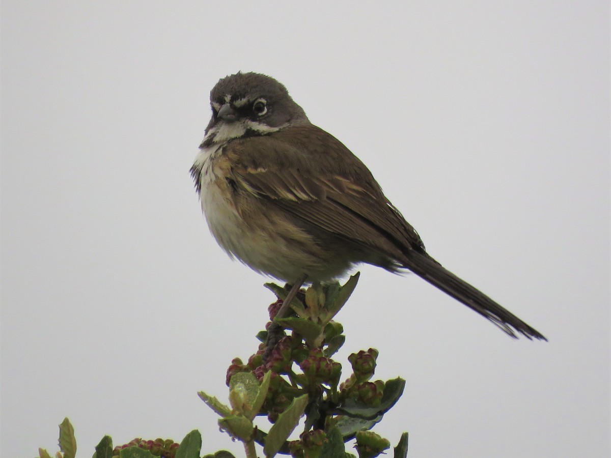 Bell's Sparrow - Tina Stoner