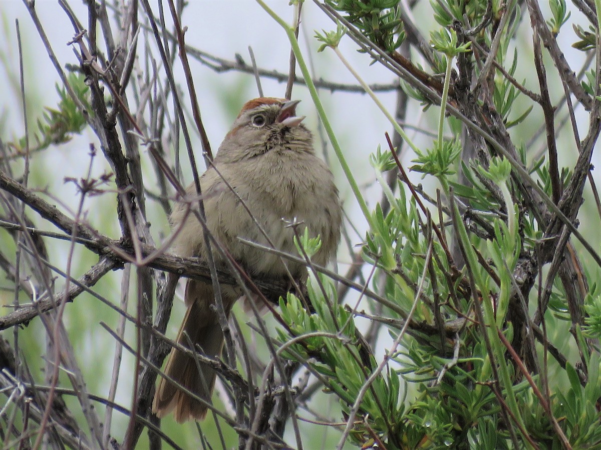 Rufous-crowned Sparrow - Tina Stoner