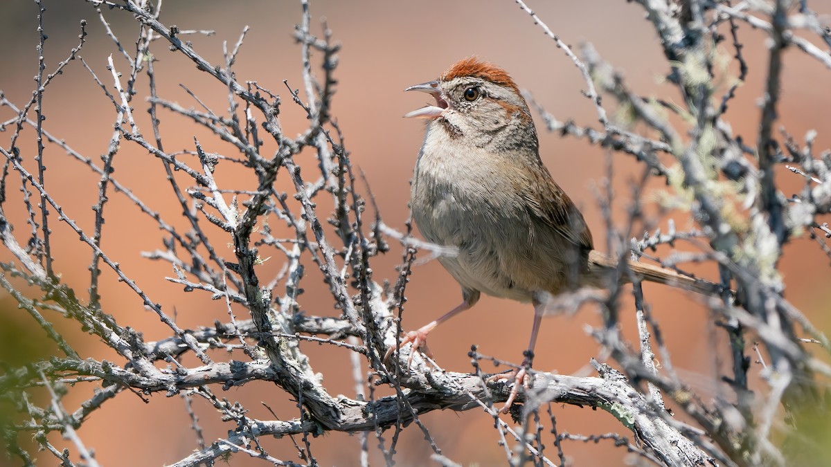 Rufous-crowned Sparrow - Derek Lecy
