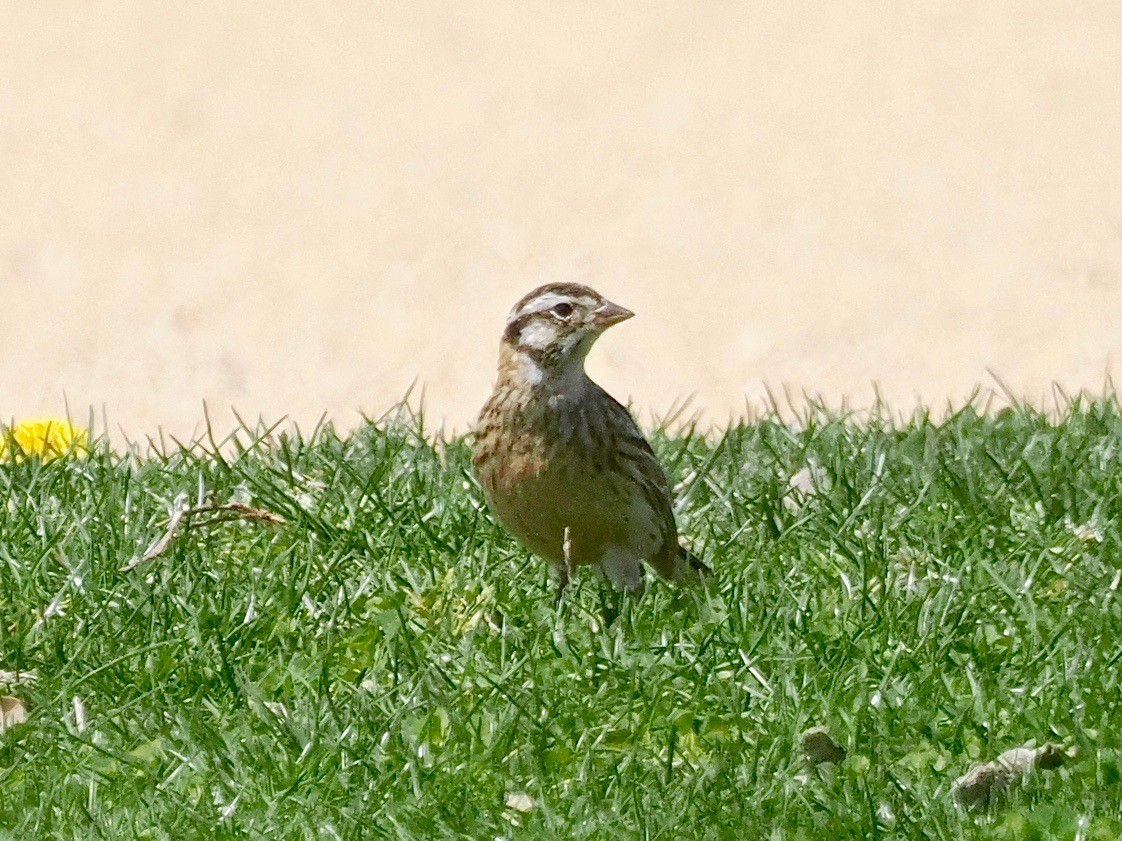 Smith's Longspur - Gabriel Willow