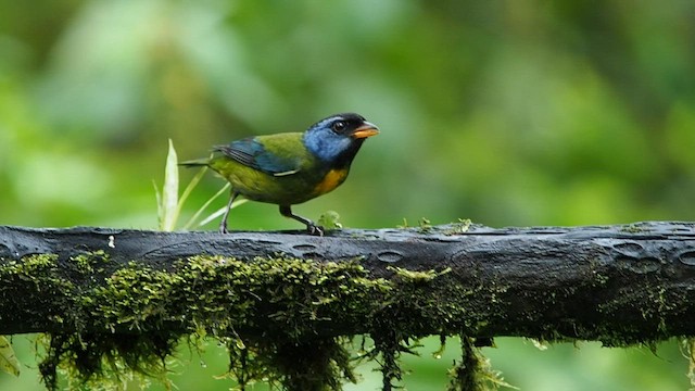 Moss-backed Tanager - ML557823971