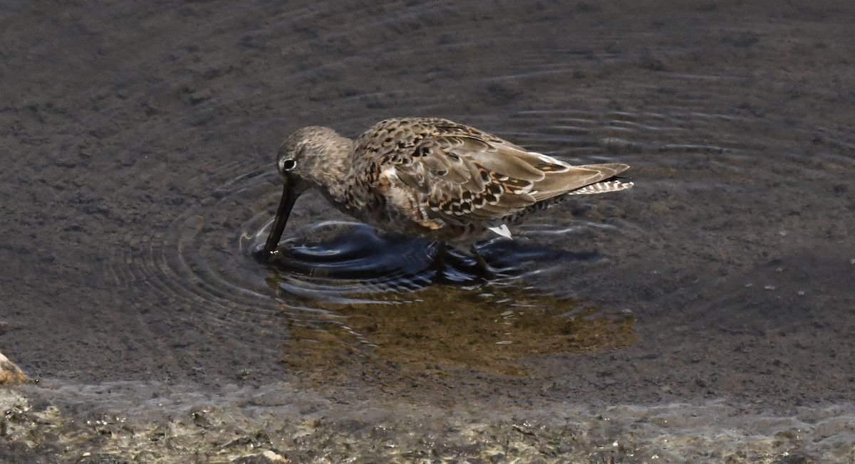 Short-billed Dowitcher - ML557824121