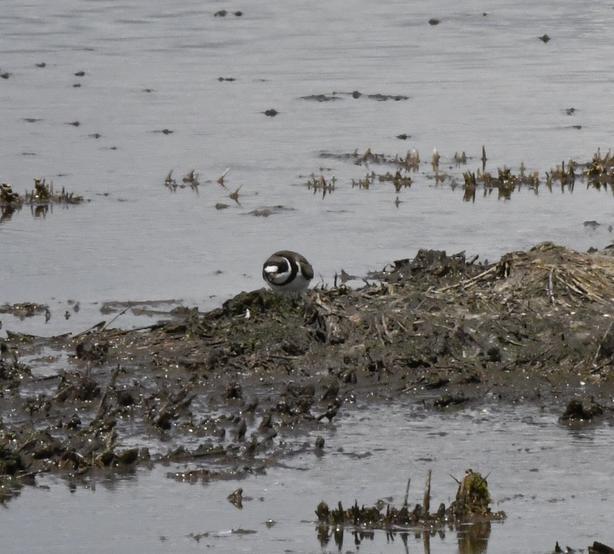 Semipalmated Plover - ML557824411