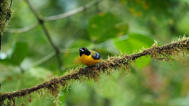 Black-chinned Mountain Tanager - ML557824471