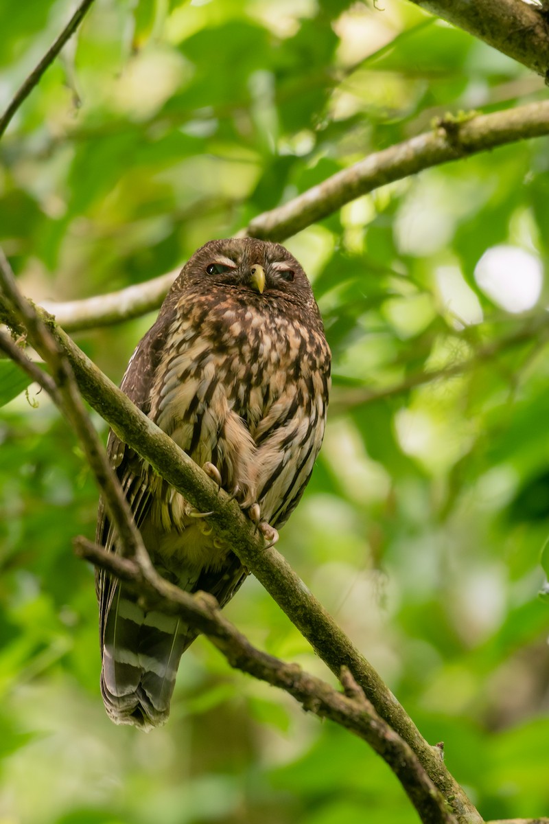 Mottled Owl (Mottled) - ML557824751