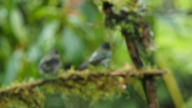 Rufous-throated Tanager - ML557825041