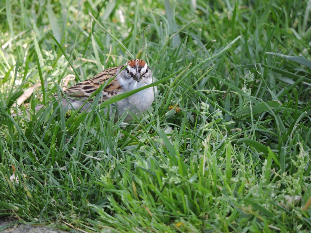 Chipping Sparrow - ML55783011