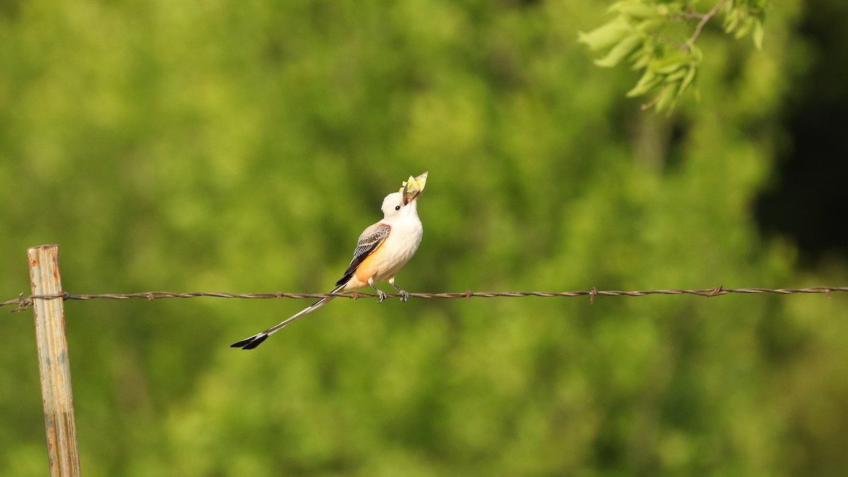 Scissor-tailed Flycatcher - John W. Garbutt