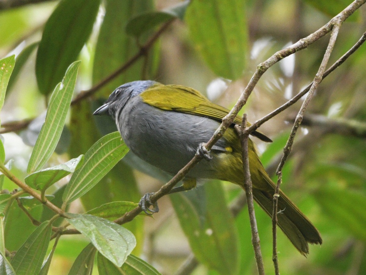 Blue-capped Tanager - ML557834821