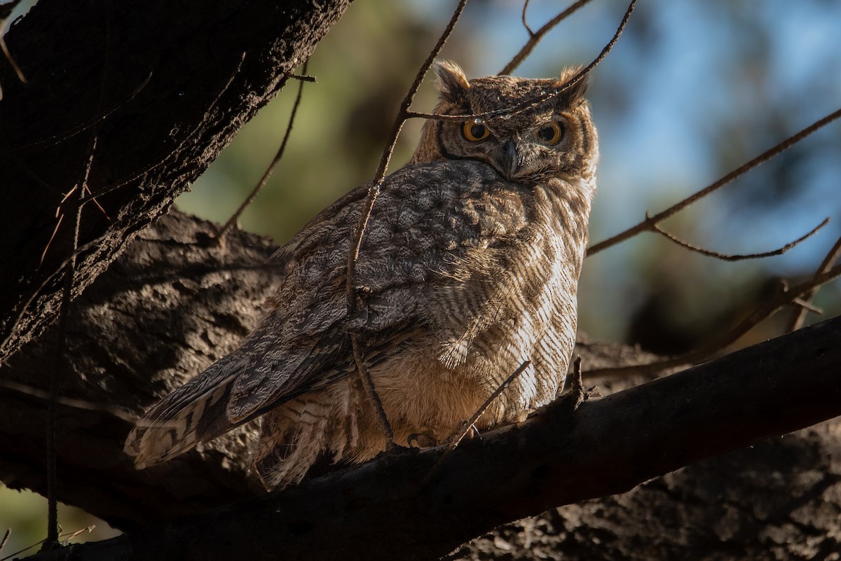 Lesser Horned Owl - ML557834831