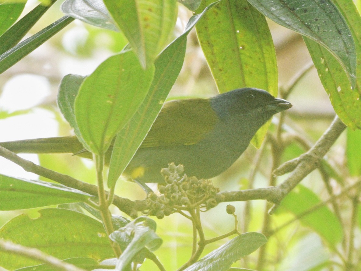 Blue-capped Tanager - ML557834901