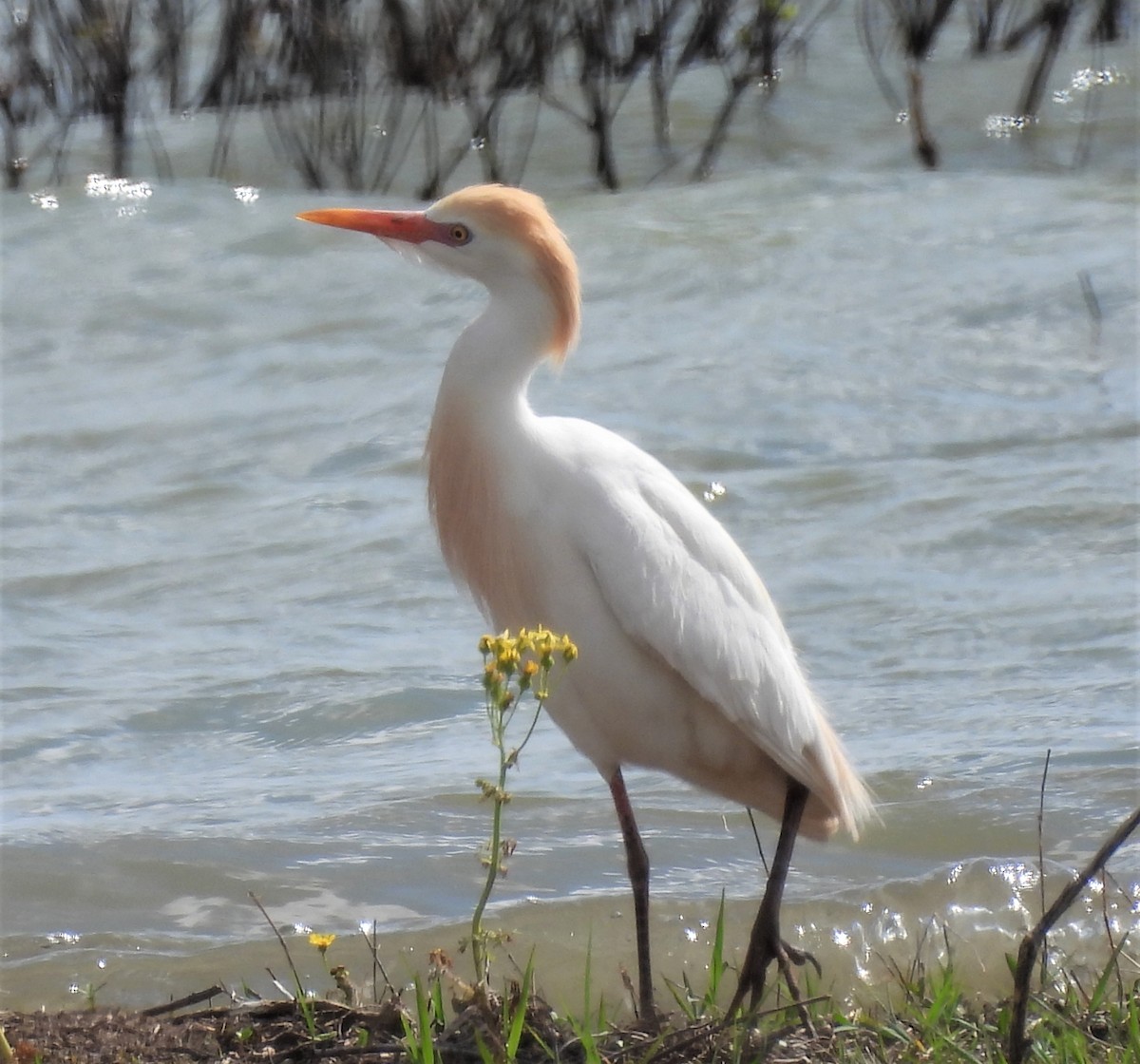 EBird Checklist 14 Apr 2023 Benbrook Lake Rocky Creek Park 22