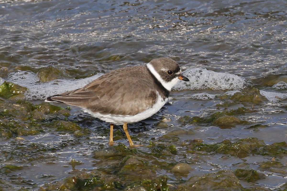 Semipalmated Plover - Donna Pomeroy