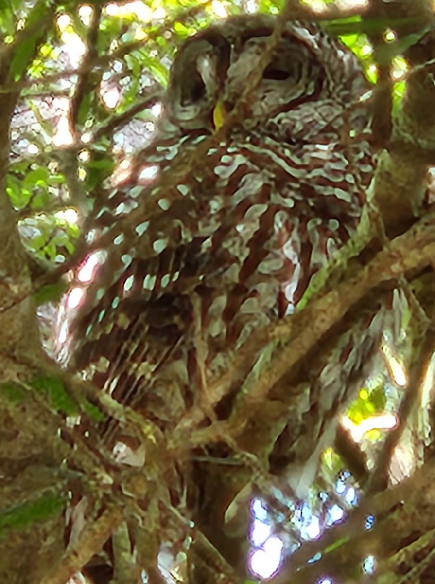 Barred Owl - ML557842581