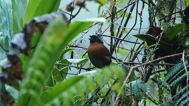 Tanager Finch - ML557845761