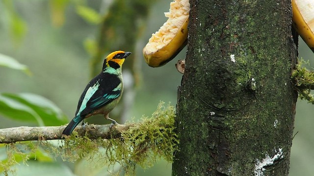 Flame-faced Tanager (Yellow-faced) - ML557846971