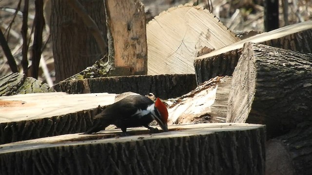 Pileated Woodpecker - ML557847811