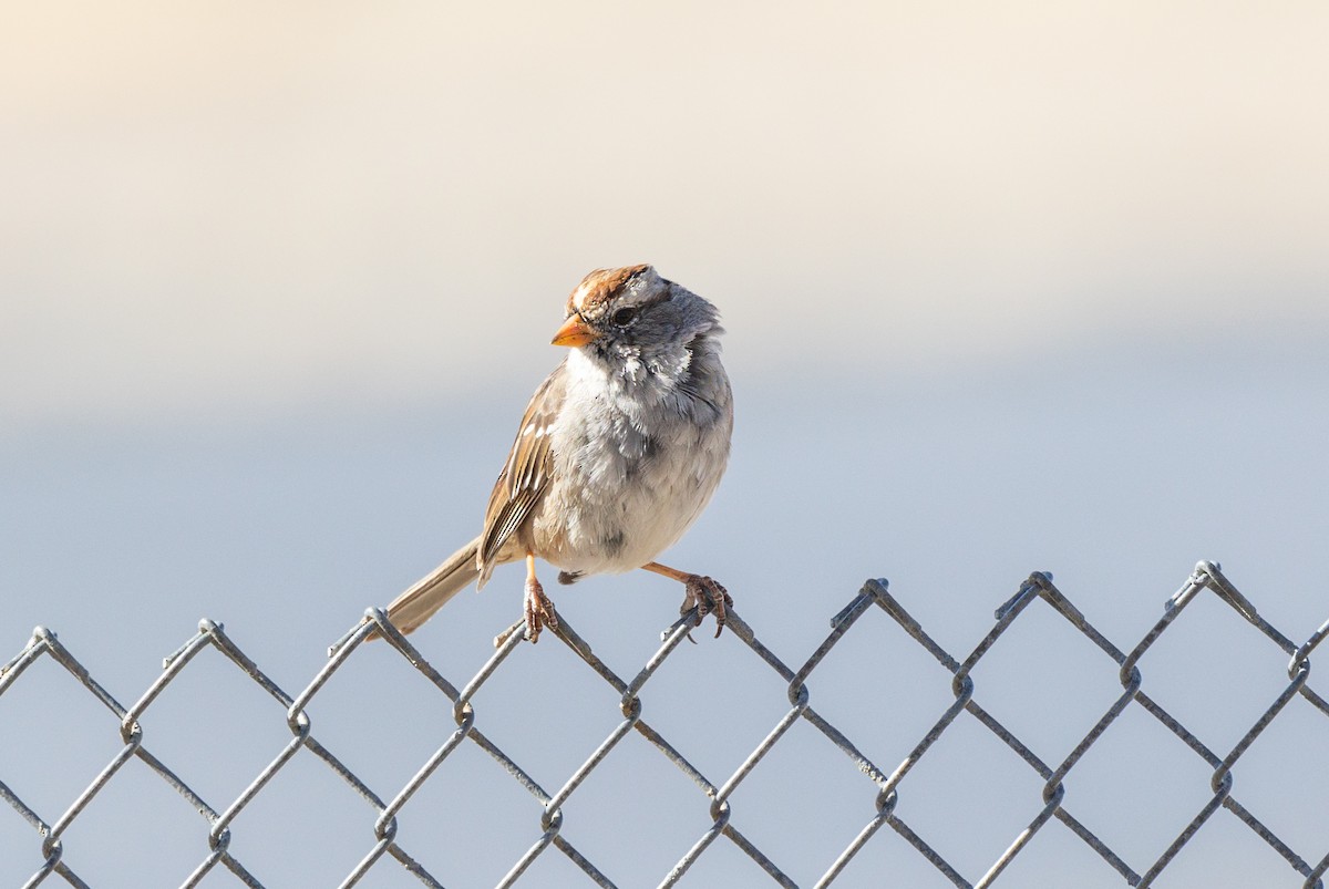 White-crowned Sparrow - ML557849641