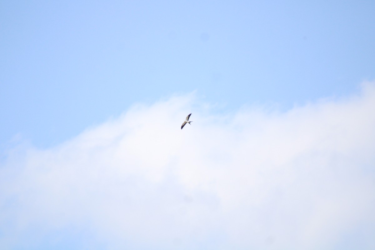 Swallow-tailed Kite - ML557850881
