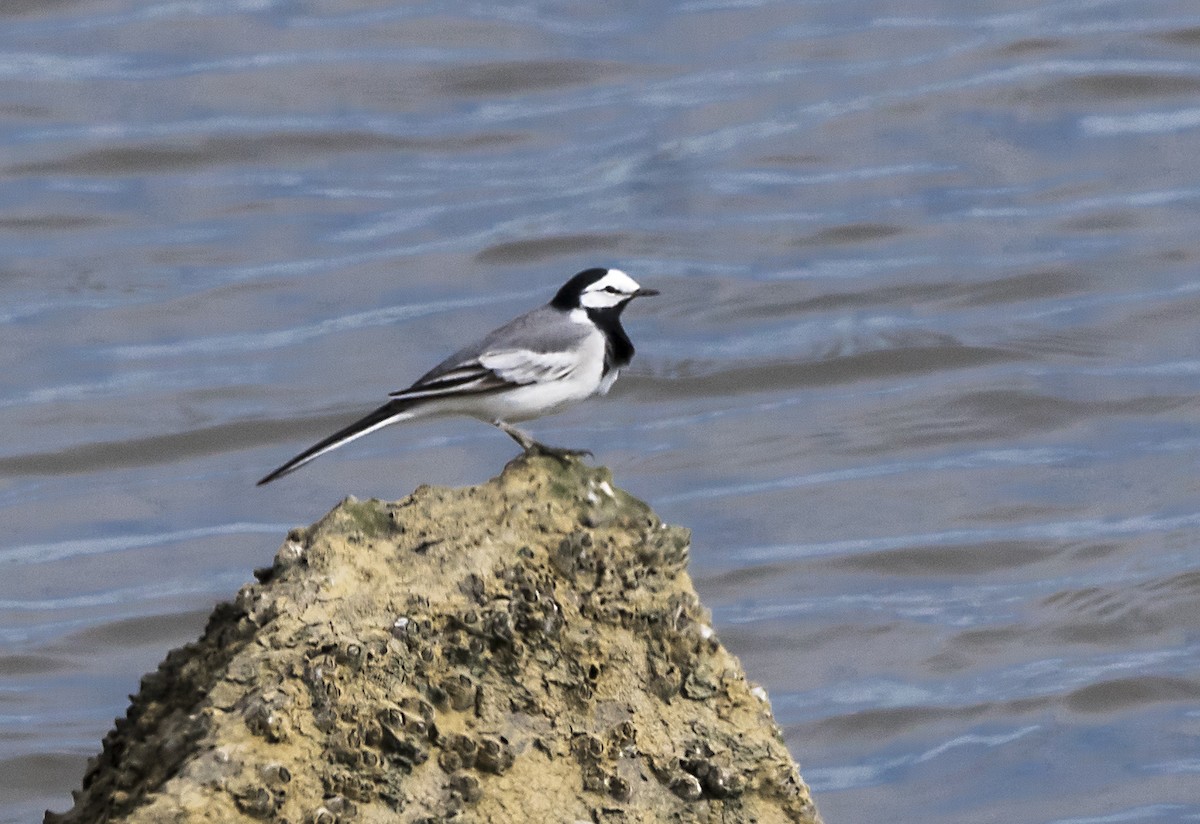White Wagtail - Terry  Hurst