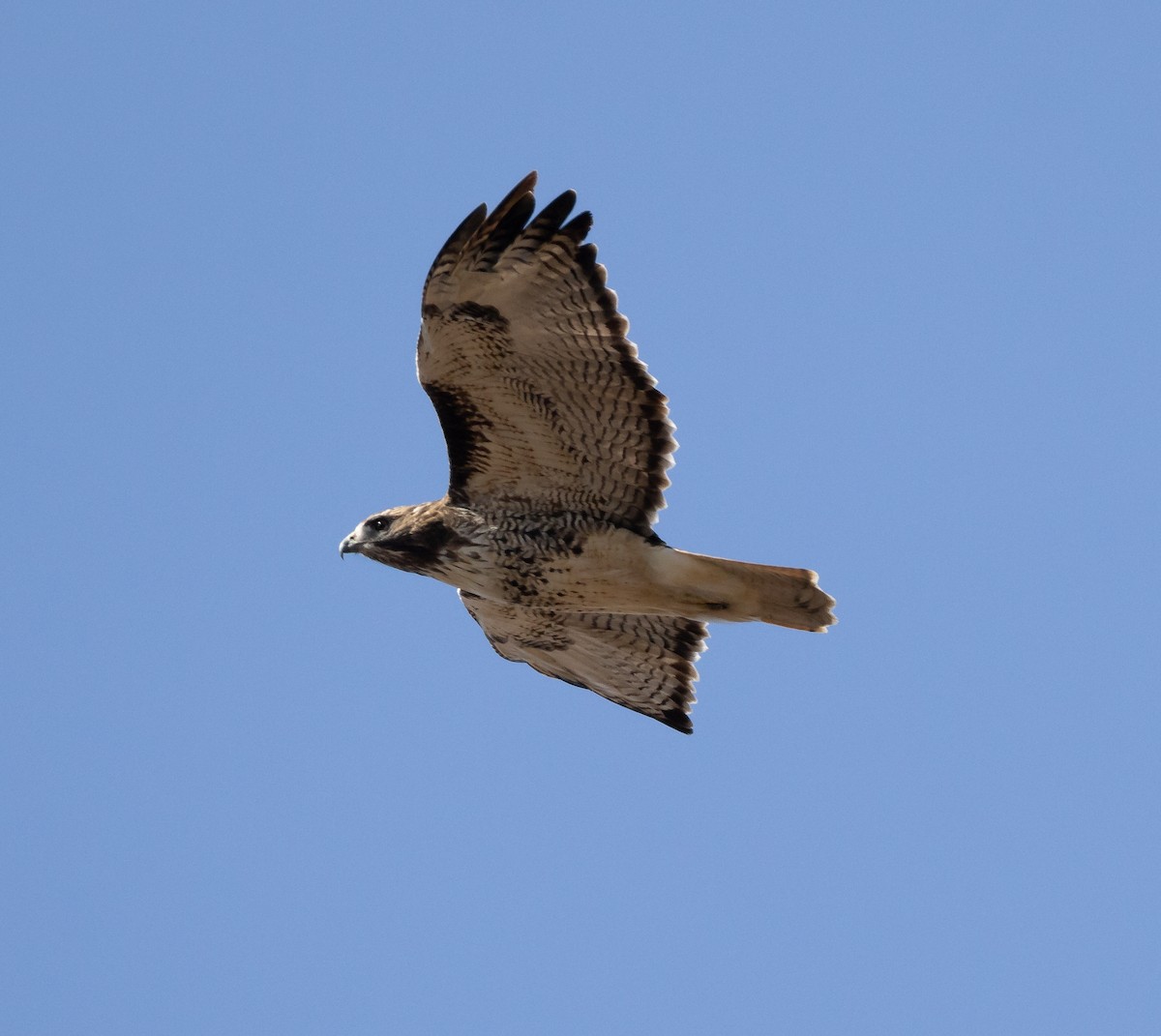 Red-tailed Hawk - ML557852111