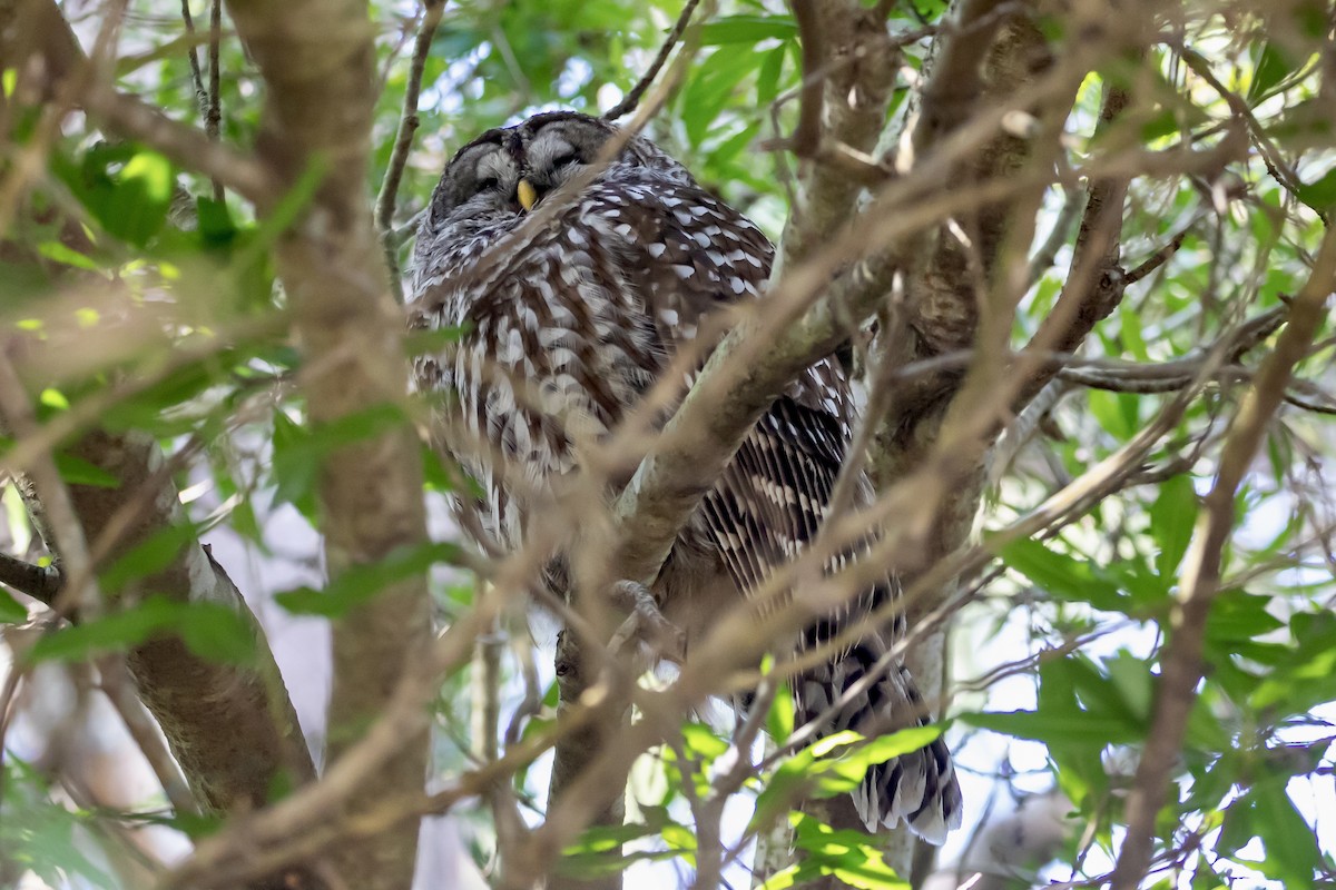 Barred Owl - ML557853581