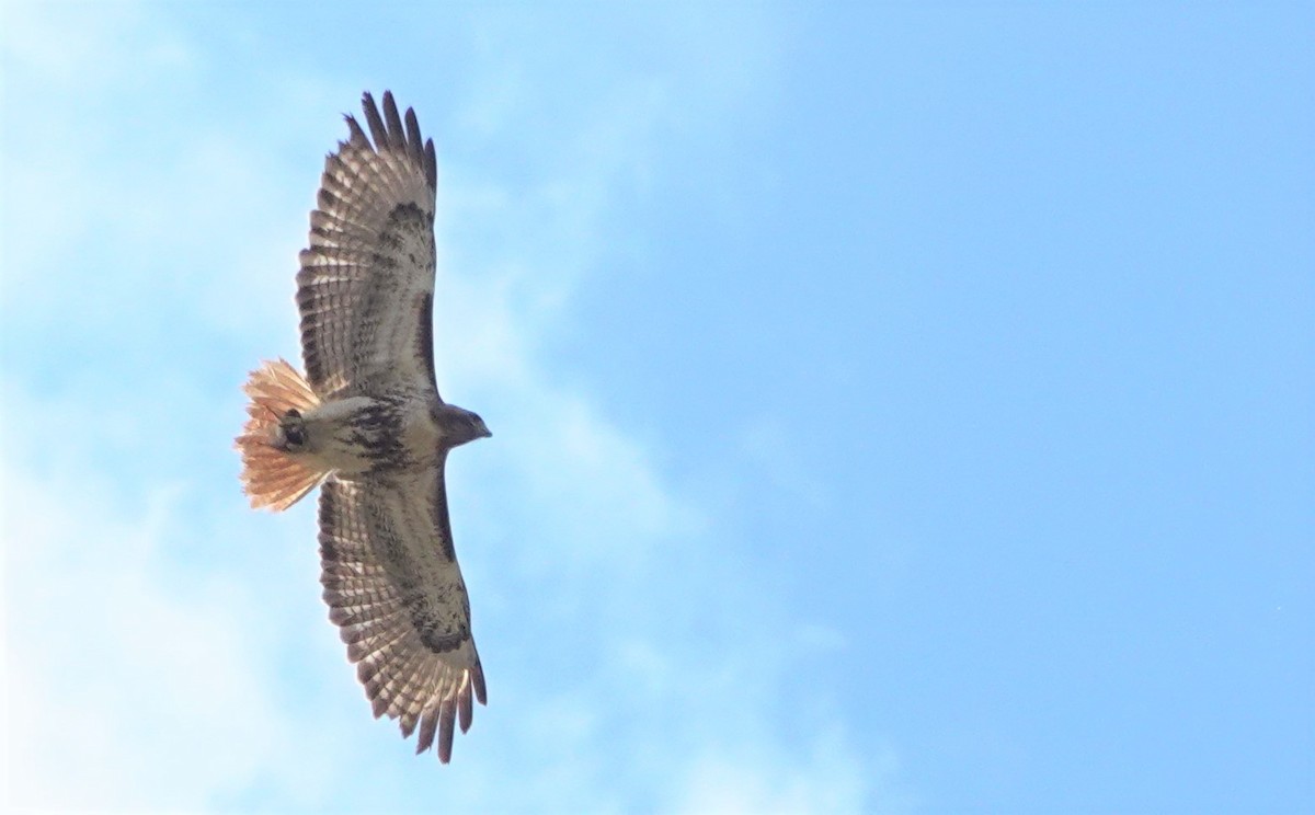 Red-tailed Hawk (solitudinis) - ML557854751