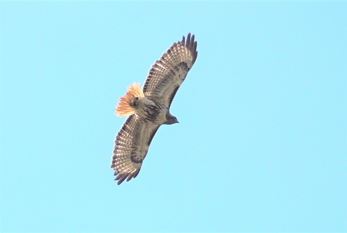 Red-tailed Hawk (solitudinis) - Peter Burke