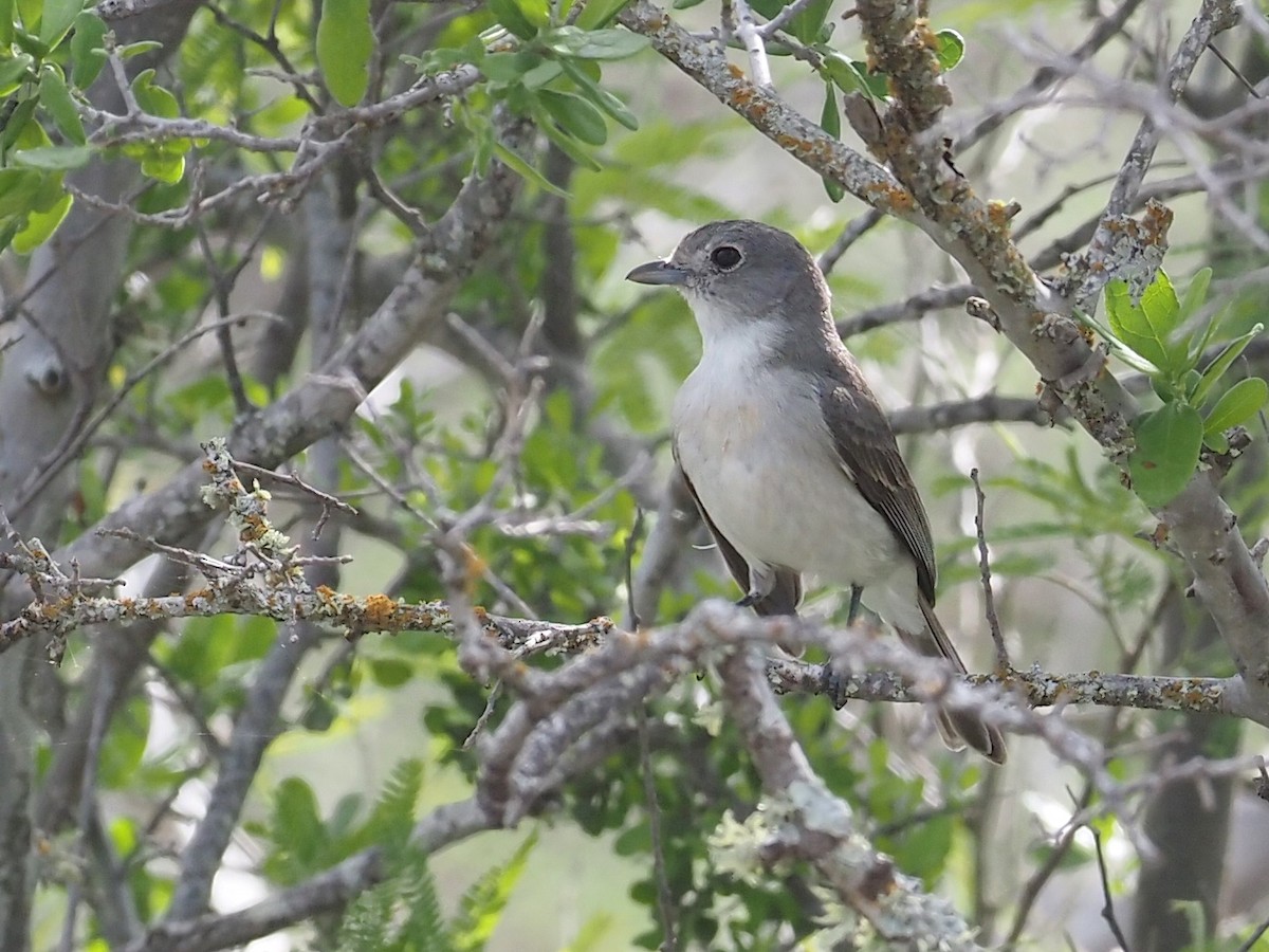 EBird Checklist 14 Apr 2023 Kickapoo Cavern SP Kinney Co 41