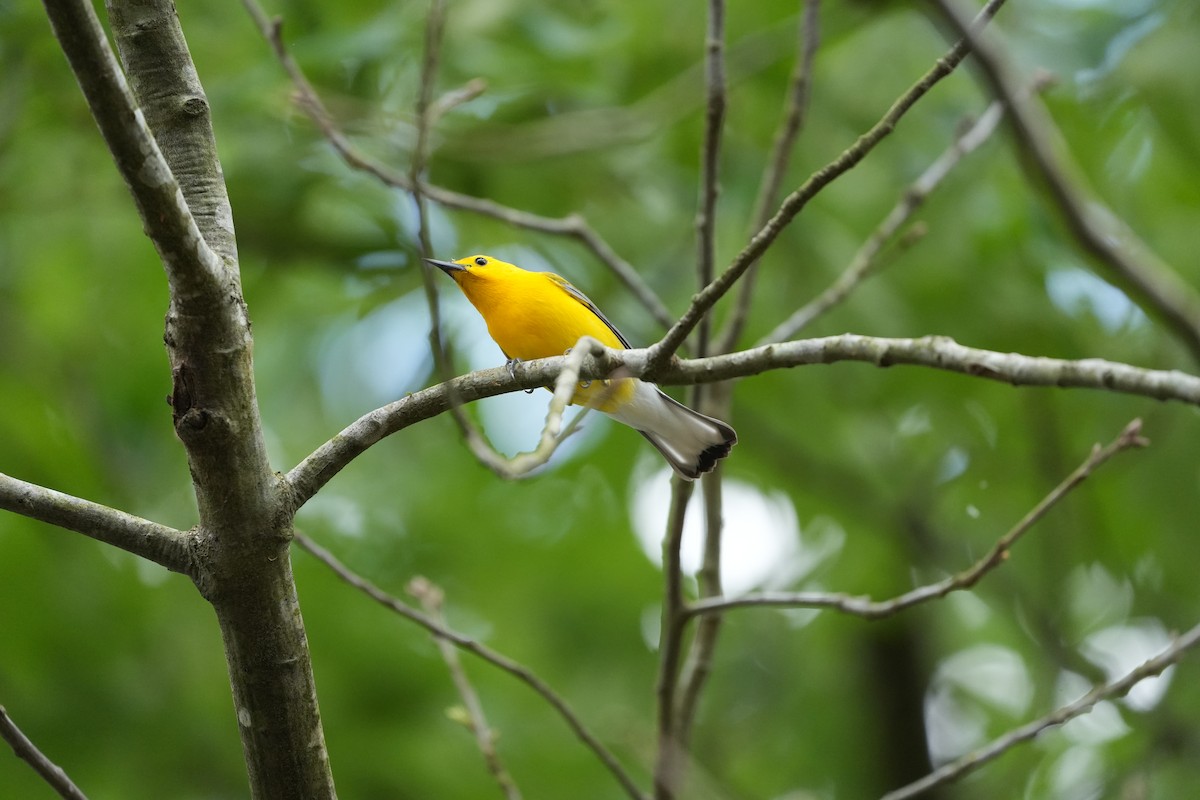 Prothonotary Warbler - ML557855841