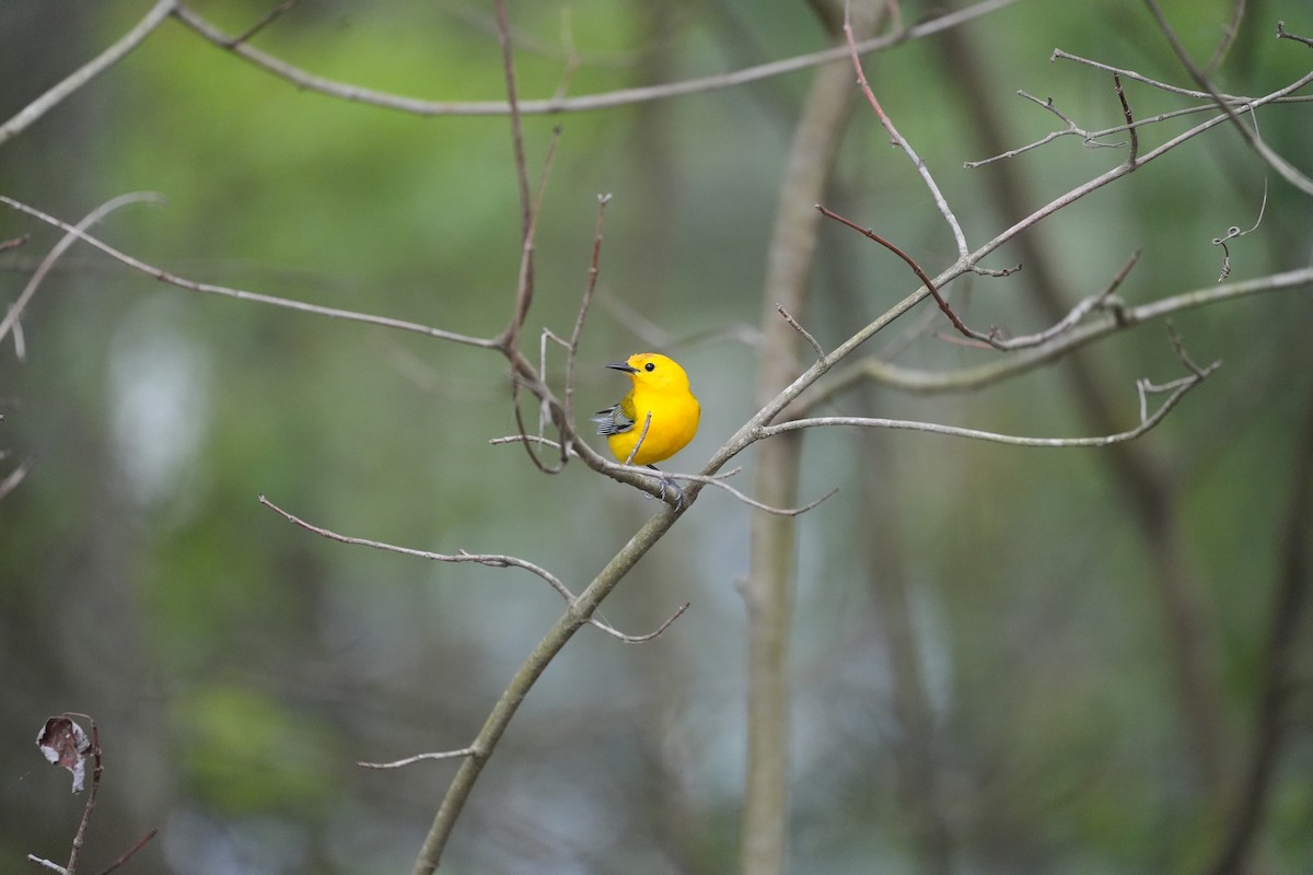 Prothonotary Warbler - ML557855851