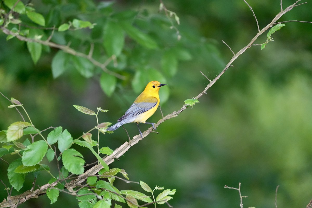 Prothonotary Warbler - ML557855861