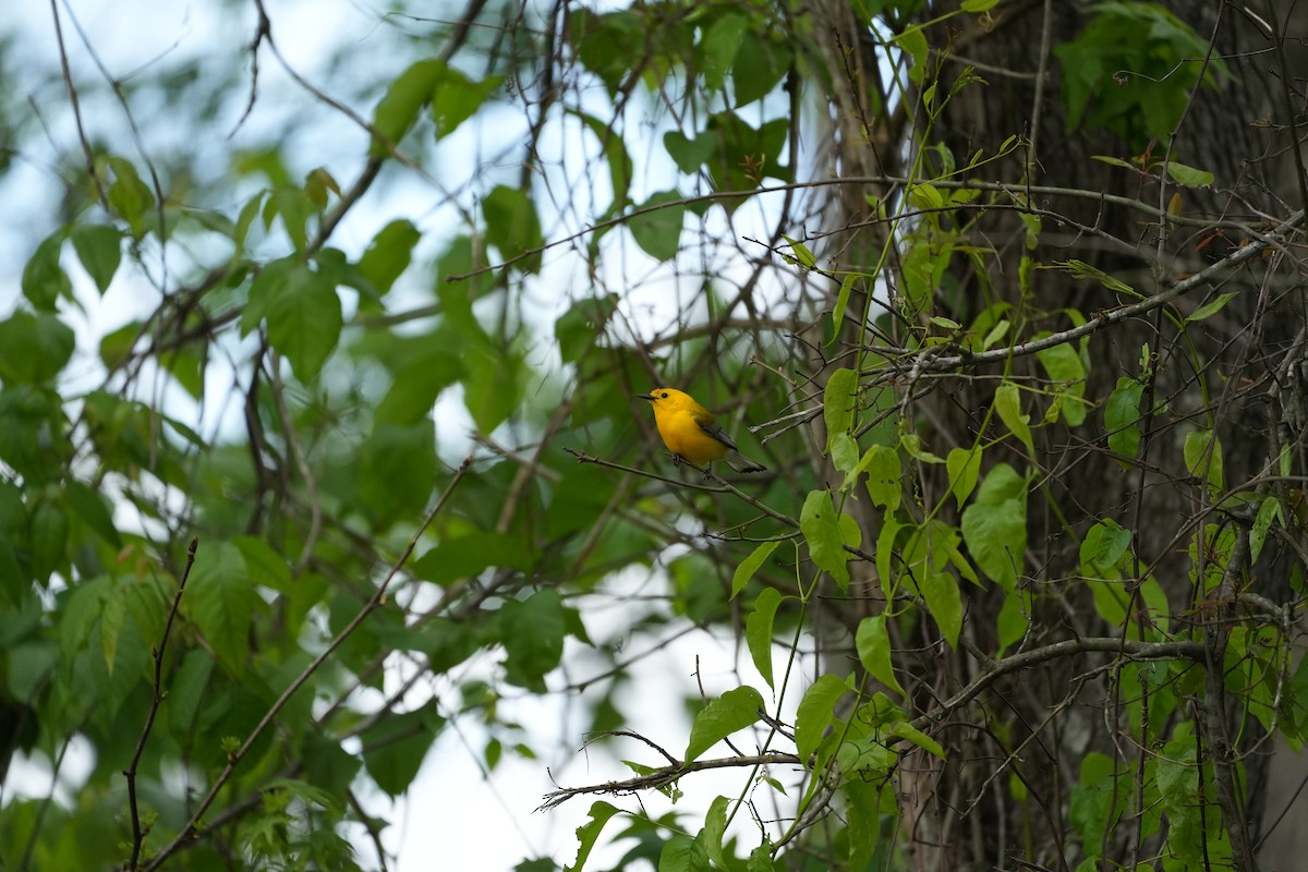 Prothonotary Warbler - ML557855871