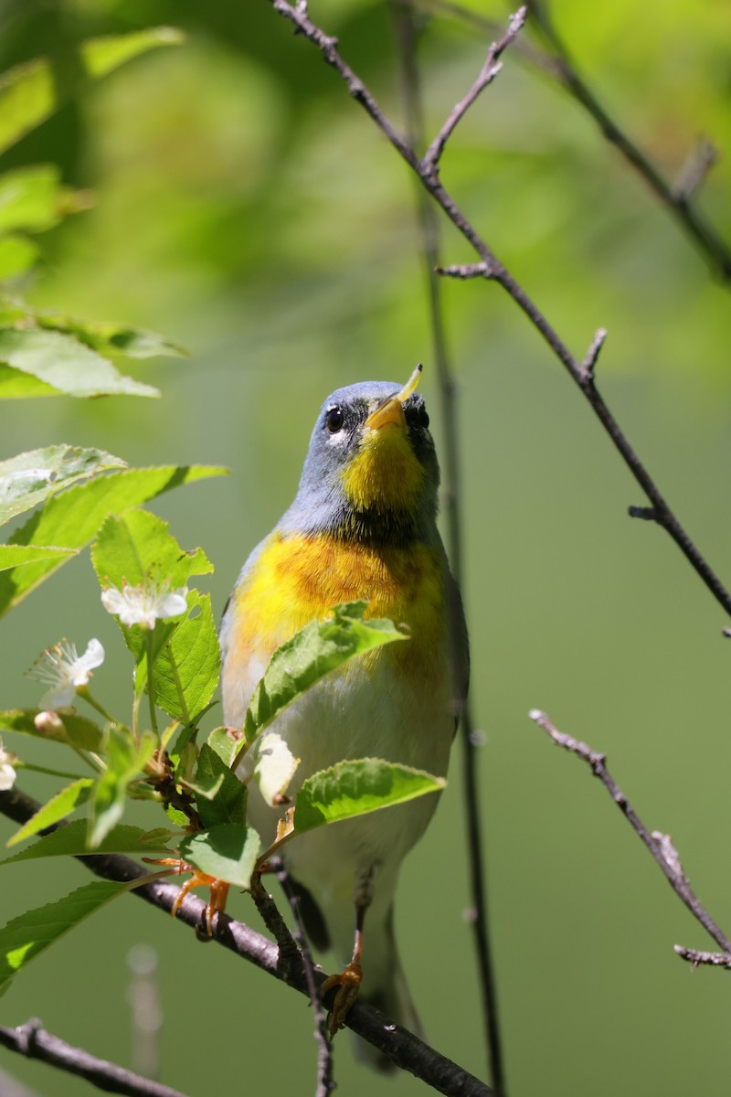 Northern Parula - Chris Kennelly