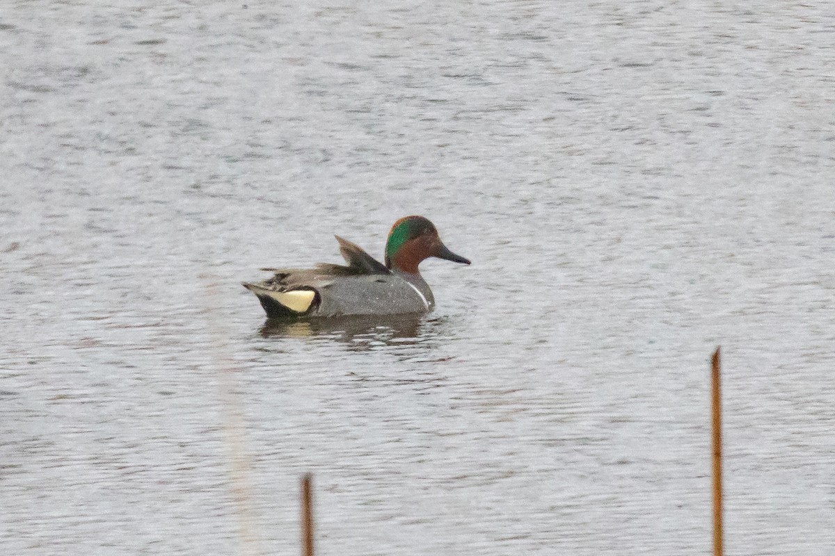 Green-winged Teal - ML557860401