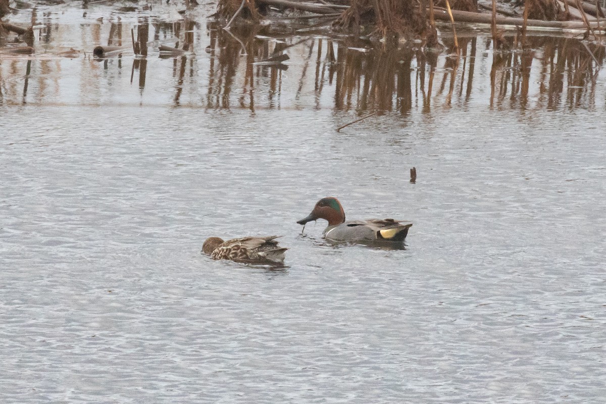 Green-winged Teal - ML557860911
