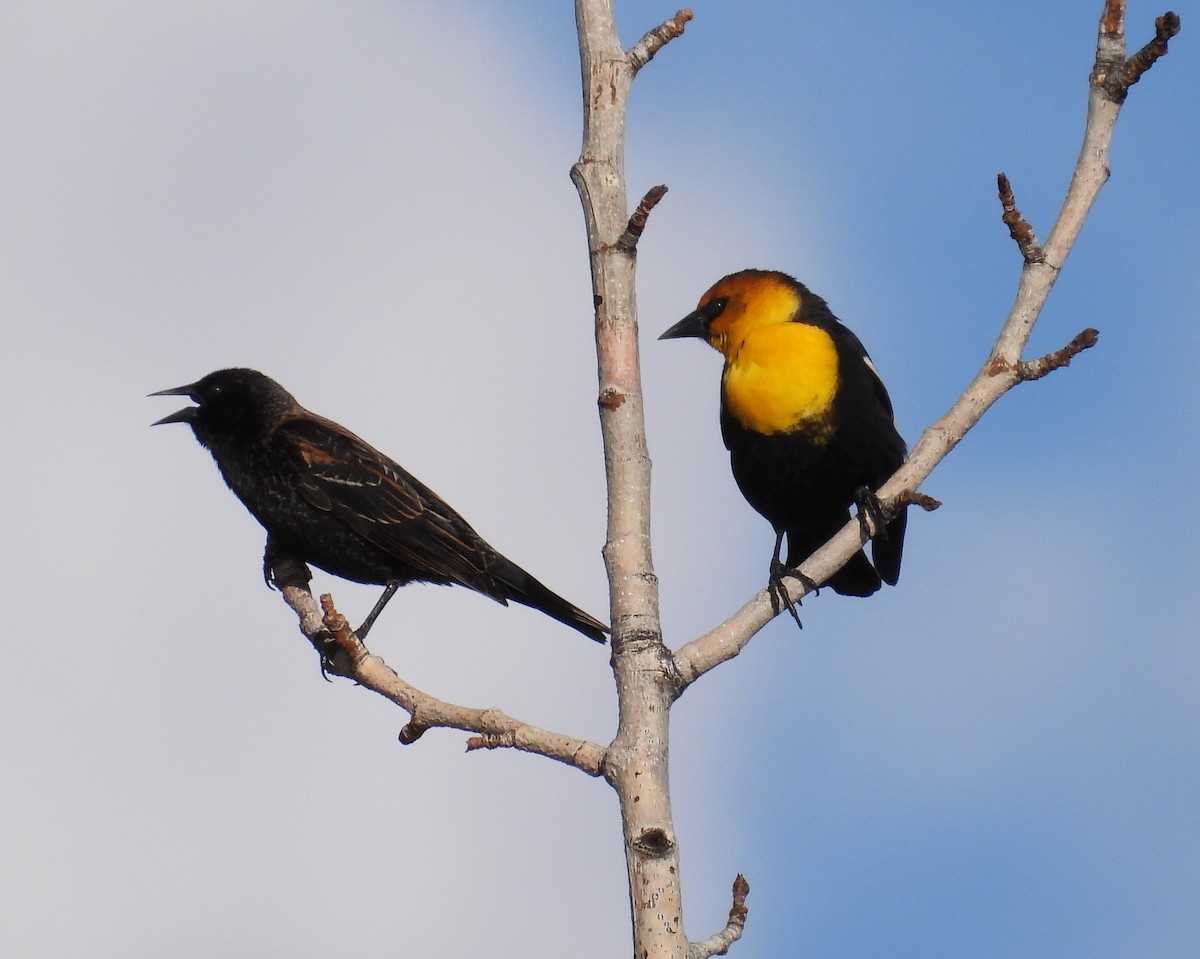 Yellow-headed Blackbird - ML557863861