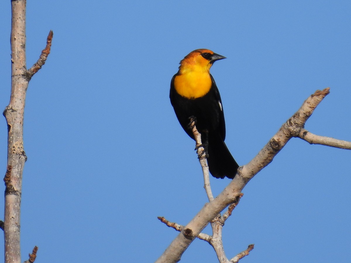 Yellow-headed Blackbird - ML557864091