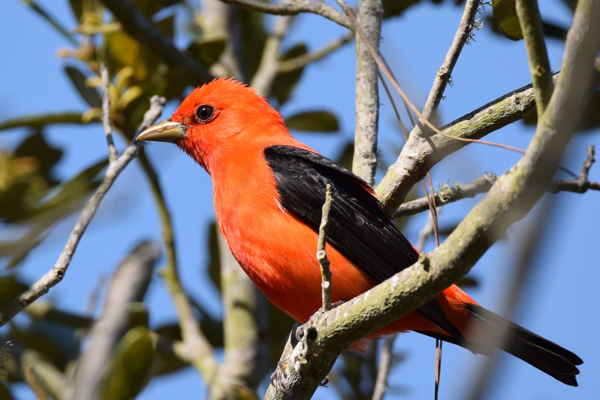 Scarlet Tanager - ML55786661