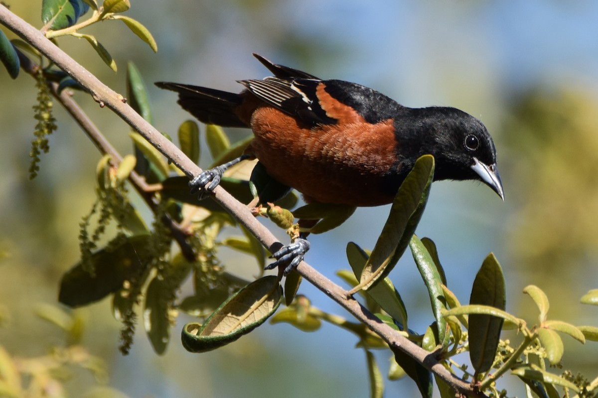 Orchard Oriole - Perry Doggrell