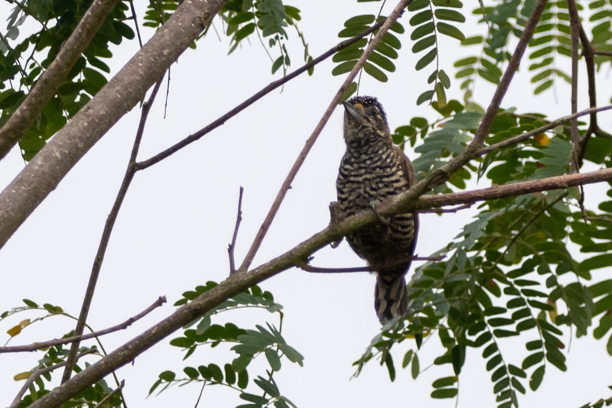 new world piculet sp. - ML557871511
