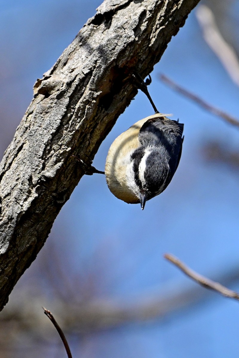 Red-breasted Nuthatch - ML557875141