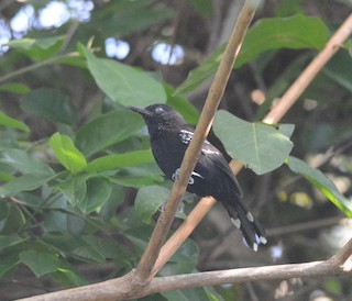  - Bananal Antbird