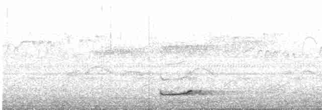 Bändernachtschwalbe - ML557877541