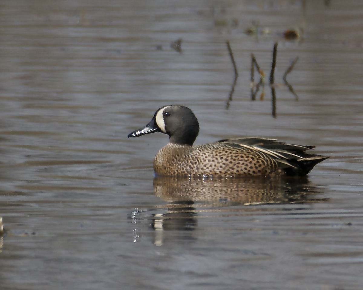 Blue-winged Teal - ML557878951