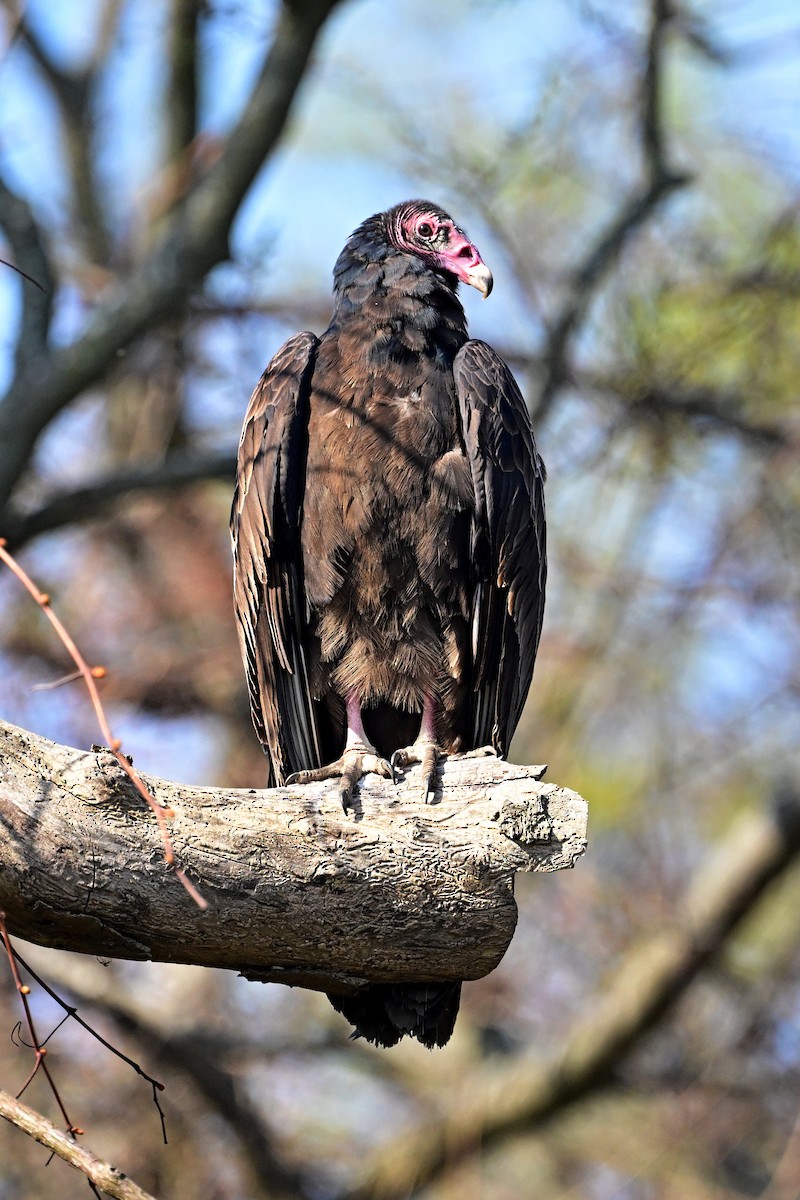 Turkey Vulture - ML557880841