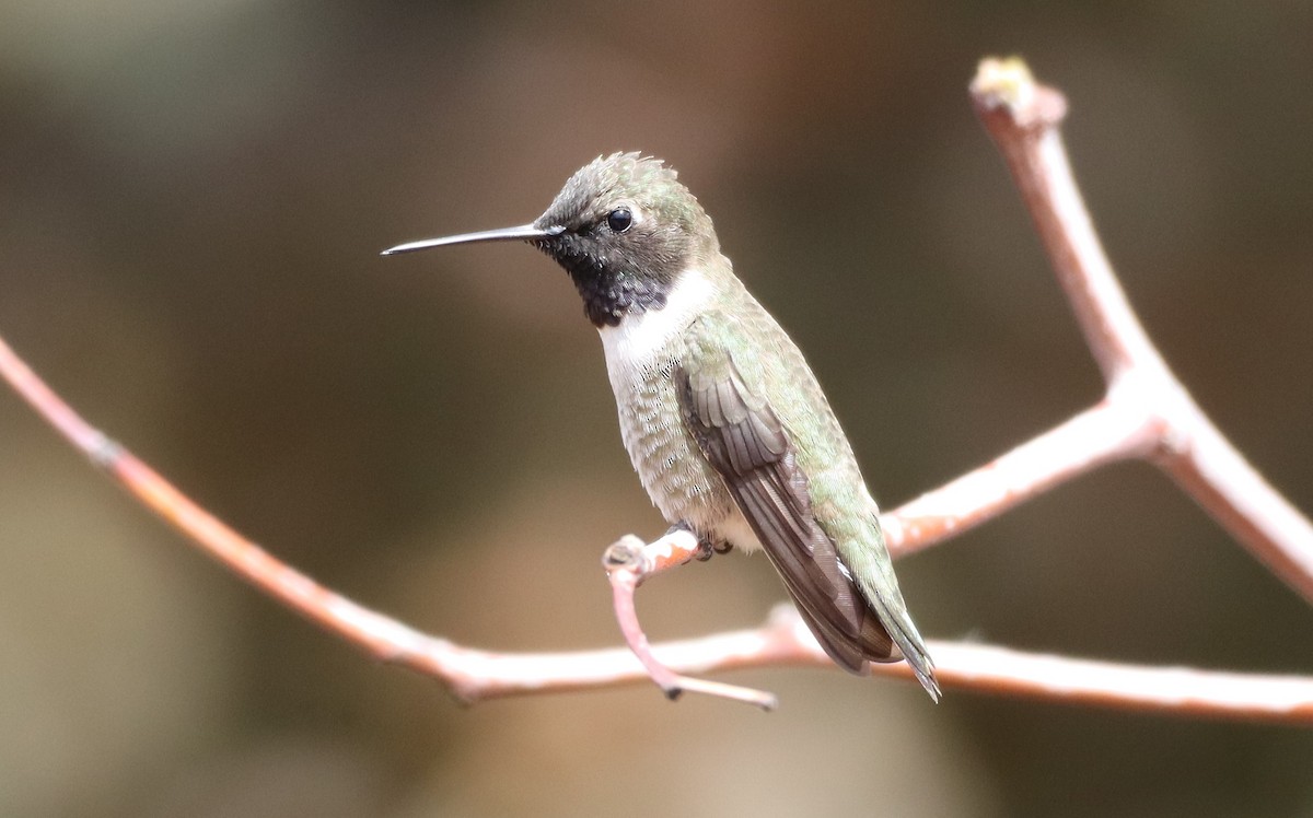 eBird Checklist - 14 Apr 2023 - A Birding Spot Sedona AZ - 21 species