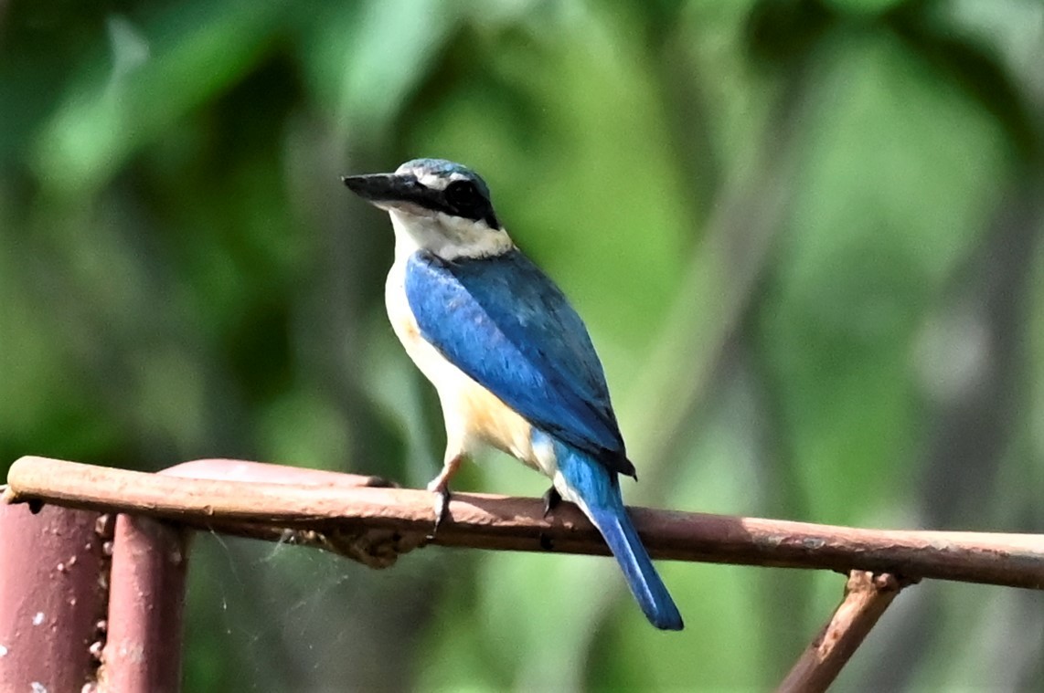 Forest Kingfisher - ML557885291